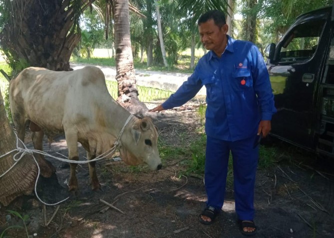 PT Indonesia Asahan Aluminium (INALUM) menyalurkan 107 hewan kurban pada momentum Hari Raya Iduladha 1447 Hijriah di sejumlah wilayah Sumatera Utara. Ratusan hewan kurban tersebut disalurkan ke masyarakat di kawasan operasional perusahaan, mulai dari Batu Bara, Toba, Asahan, Medan hingga Langkat.