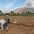 Aktivitas erupsi kecil Gunung Sinabung tidak menghentikan kegiatan para petani di Desa Sukandebi, Kecamatan Simpang Empat, Kabupaten Karo, Selasa (1/9/2026).
