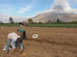 Meski Erupsi Kecil, Aktivitas Bertani Tetap Berjalan