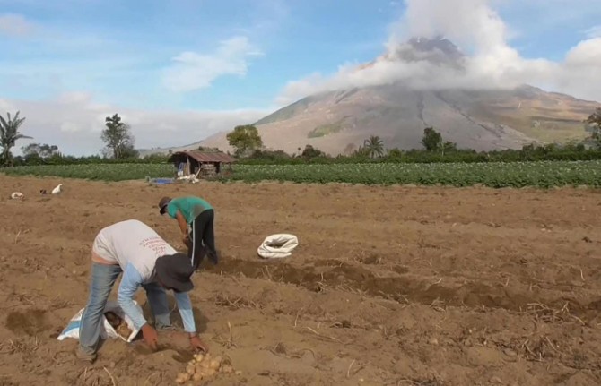 Aktivitas erupsi kecil Gunung Sinabung tidak menghentikan kegiatan para petani di Desa Sukandebi, Kecamatan Simpang Empat, Kabupaten Karo, Selasa (1/9/2026).