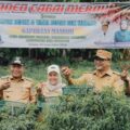 Panen cabai merah bersama yang dihadiri Bupati Deli Serdang Asri Ludin Tambunan dan Wakil Bupati Lom Lom Suwondo di Dusun Kauman, Desa Sidodadi Ramunia, Kecamatan Beringin, Selasa (15/9/2026).