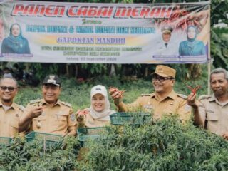 Petani Cabai Beringin Bertambah, Bupati Siapkan Langkah Jaga Harga