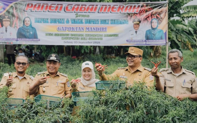 Panen cabai merah bersama yang dihadiri Bupati Deli Serdang Asri Ludin Tambunan dan Wakil Bupati Lom Lom Suwondo di Dusun Kauman, Desa Sidodadi Ramunia, Kecamatan Beringin, Selasa (15/9/2026).
